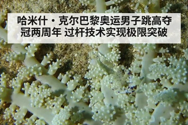 哈米什·克尔巴黎奥运男子跳高夺冠两周年 过杆技术实现极限突破